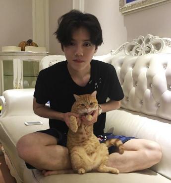 灰色英国短毛猫多少钱一只（鹿晗到底养了几只宠）