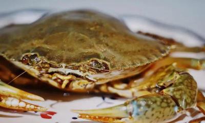 蝤蛑多少钱一斤（一只2000元）