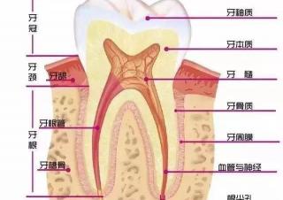 牙齿拍ct多少钱（看牙为什么要拍片）