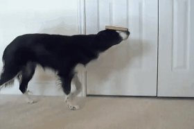 边境牧羊犬多少钱一只（为什么不建议养边境牧羊犬）