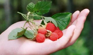 树莓多少钱一斤（一斤60元）