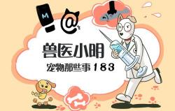 斑美啦多少钱一套（美短猫有40多种花色）