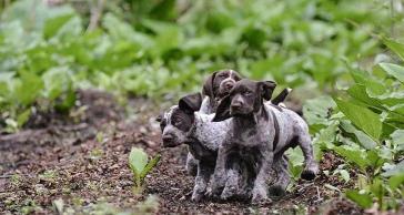 西班牙小猎犬多少钱（百科）