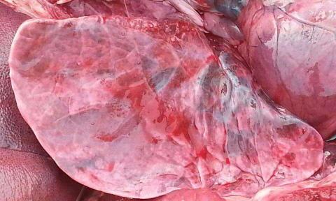 猪心多少钱一斤（这种肉只要3块钱一斤）