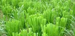 皇竹草种子多少钱一斤（种植一次收益多年）