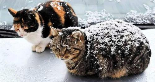 猫洗一次澡多少钱（冬天到了）