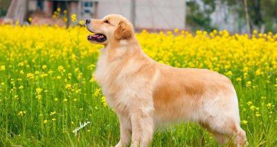 金毛犬多少钱一只（买一只听话的金毛需要多少钱）