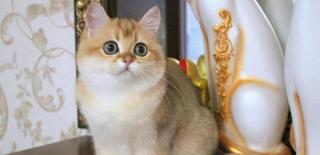 黑色英短猫多少钱一只（7种常见）
