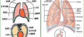 檢查胸部要多少錢（不想去醫院第二彈）