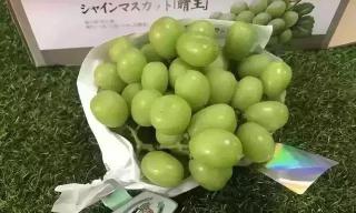 玫瑰花多少钱一斤（哭泣的玫瑰）