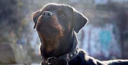 罗威纳犬多少钱一只（养狗）