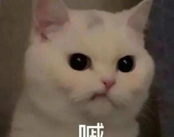 宠物猫大概多少钱（养猫一个月花多少钱）