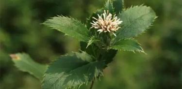 苍术价格多少钱一斤（树林边1种开白花的野草）