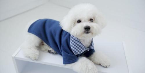 纯种比熊犬多少钱一只（纯种比熊犬特征有哪些）