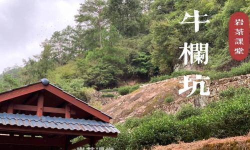 牛栏坑肉桂多少钱一斤（岩茶圈的顶流）