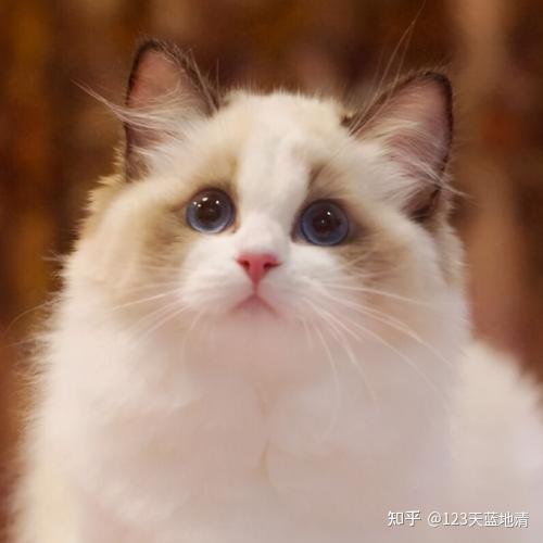 猫多少钱（布偶猫的价格一般是多少钱一只）