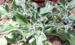 非洲冰草多少钱一斤（非洲野菜成中国餐桌的）