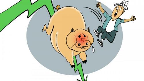 猪多少钱一头（猪市又）
