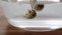 鸽子多少钱一斤（鸽子蛋这么贵）