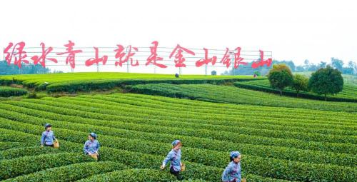 茶叶多少钱一斤（一斤茶叶480元）