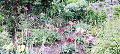 珍珠菊花茶多少钱一斤（伦敦人要种900万株野花）