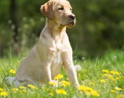 拉布拉多狗狗多少钱一只（拉布拉多犬价格昂贵）