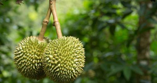 海南榴莲多少钱一斤（海南榴莲种植超过3万亩）