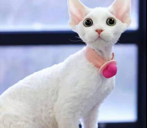 德文卷毛猫多少钱一只（德文卷毛猫）