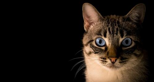 银渐层折耳猫多少钱一只（新手选宠物猫的建议指南）
