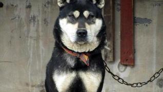 罗威纳犬多少钱一只（家家都得有的）
