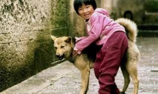 迷你杜宾犬多少钱一只（这几种小型犬可不是）