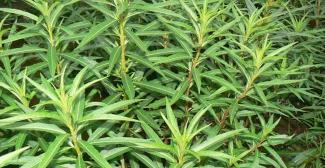 趕黃草多少錢一斤(中藥材趕黃草)