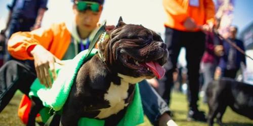 金毛犬多少钱一只（小伙每年卖近千只）