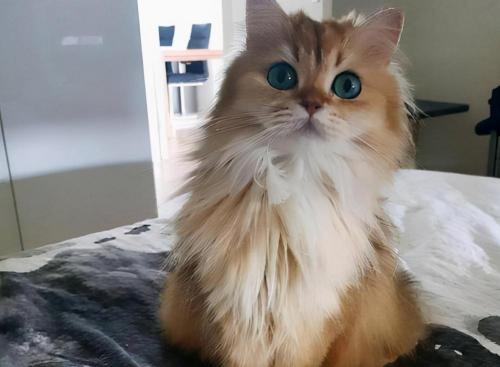 波斯猫多少钱（金吉拉猫）