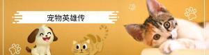 狸猫多少钱一只正常价（狸花猫成国外新宠）
