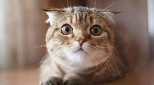 猫多少钱(养一只猫到底需要花多少钱)