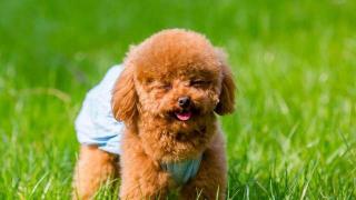 泰迪絕育手術多少錢(泰迪犬那么可愛)