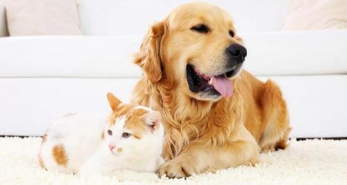 猫洗一次澡多少钱（猫狗过节）