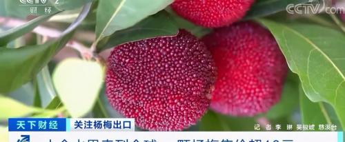 杨梅空运要多少钱（杨梅当自强）