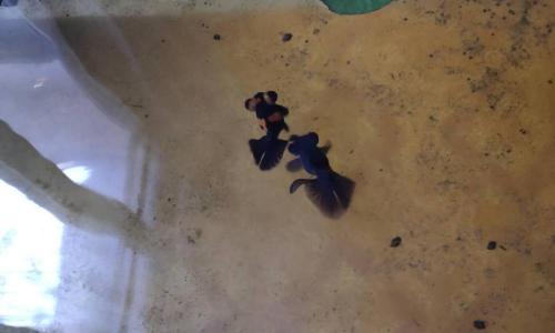 蝶尾金魚一條多少錢（一條蝶尾金魚）