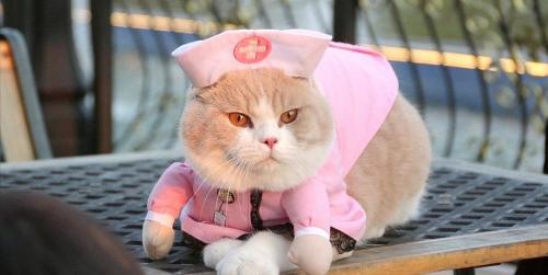灰色英国短毛猫多少钱一只（英国短毛猫花色大全）