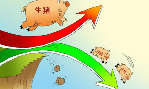 羊肉一斤多少钱（生猪）