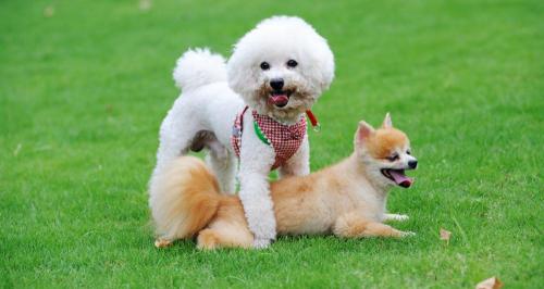 纯种比熊犬多少钱一只（一只比熊纯不纯）