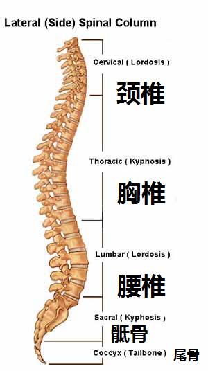 腰椎牵引多少钱一次（腰椎疾病）