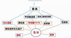 甲功三项多少钱（孩子身高偏矮）