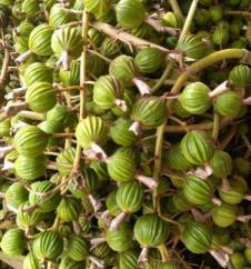 砂仁多少錢一斤（農村60多歲的種植戶靠賣砂仁和種苗年掙40萬大家覺得怎么樣）