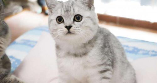 银渐层猫多少钱(银渐层的价格)