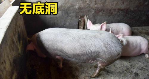 一头猪大概多少钱（猪价跌成）