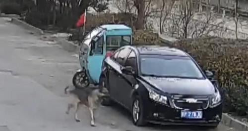 扭玻利顿犬多少钱一只（山东一小学附近惊现大型狼犬）