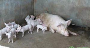 生豬多少錢一斤（現在豬肉價格多少錢一斤）
